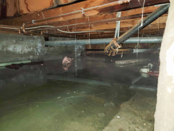 Best Flooded house restoration  in Bellaire, OH