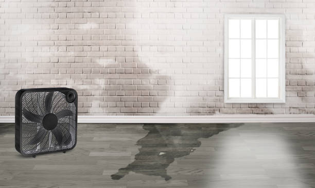 Best Water damage restoration near me  in Bellaire, OH